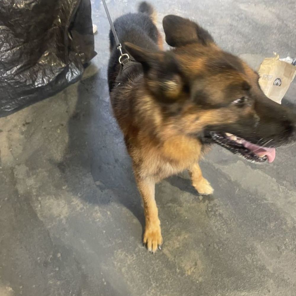   Don Berger Allemand  mal et malinois croisée femelle  