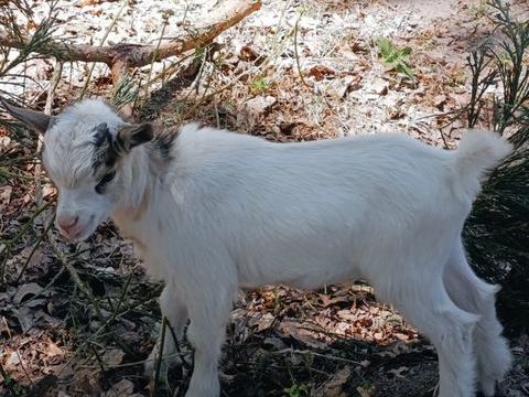 B&eacute;b&eacute;s boucs nains 100 45290 Langesse