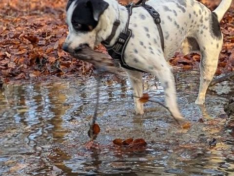 Vador l'adorable petit guerrier tripatte 350 76480 Jumiges