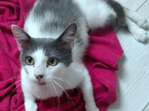 Platine, magnifique chatte grise, noire et blanche 99 14250 Tilly-sur-seulles