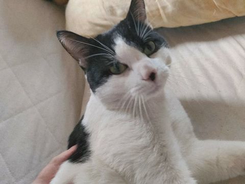 Boubou adorable chat 2 ans A ADOPTER 140 11000 Carcassonne