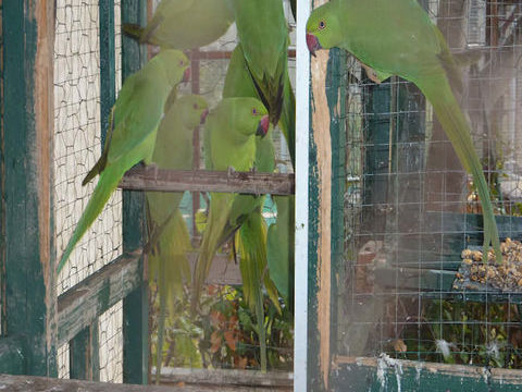 Perruches &agrave; Collier Vertes 50 34110 Frontignan