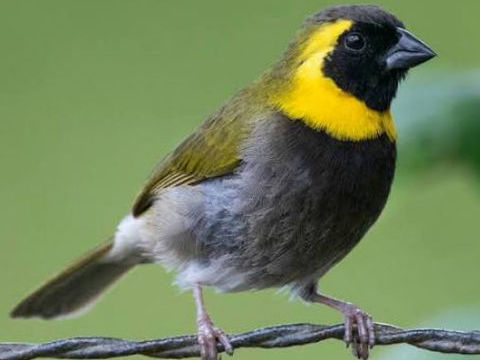 M&acirc;le petit chanteur de cuba 40 33640 Portets