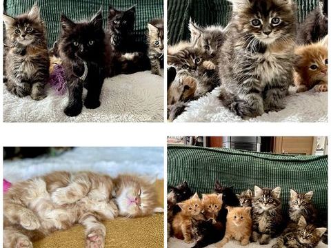 Chatons Maine coon 1200 59147 Chemy