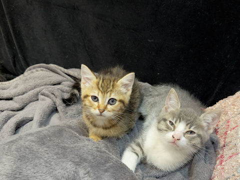 Adorables b&eacute;b&eacute;s type Bengal &eacute;lev&eacute;s en famille. 0 59100 Roubaix