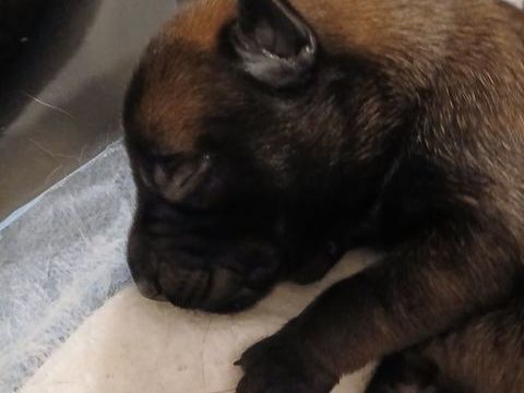 Chiots berger belge malinois 700 83670 Tavernes