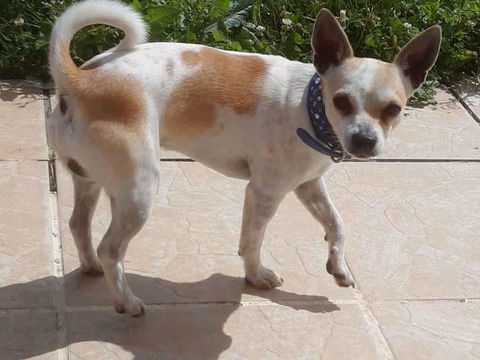 Chihuahua adulte 250 45300 Manchecourt