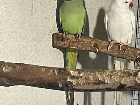 Couple Perruche &agrave; collier 230 91800 Boussy-saint-antoine