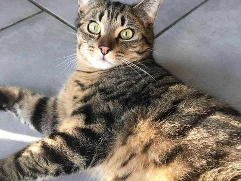 Uros Chat - Leforest 62 120 59500 Douai