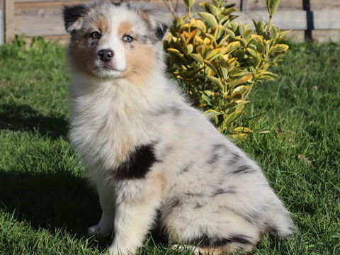 CHIOTS BERGER AUSTRALIEN DISPONIBLES ! 1100 71110 C�ron