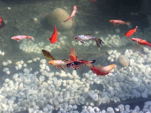 Poissons+rouges+de+bassin 0 33880 Saint-caprais-de-bordeaux