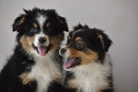 Magnifiques chiots Berger Australien 1300 71220 Verosvres