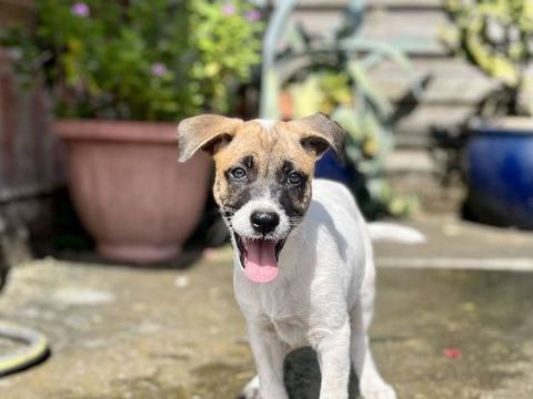 Sienna, femelle berger, n&eacute;e le 27/10/2025 🤍 300 56000 Vannes