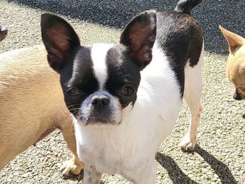 Petite femelle chihuahua 500 85580 Triaize