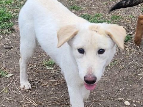 ANAYA, chiot femelle 6 mois 200 34500 B�ziers