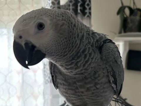 mon Gris du Gabon mâle, âgé de 3 ans 1200 80200 Pronne