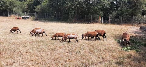 Mouton du Cameroun  b&eacute;liers 80 49560 Nueil-sur-layon