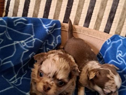 Type Chihuahua disponible fin mai 1200 91420 Morangis