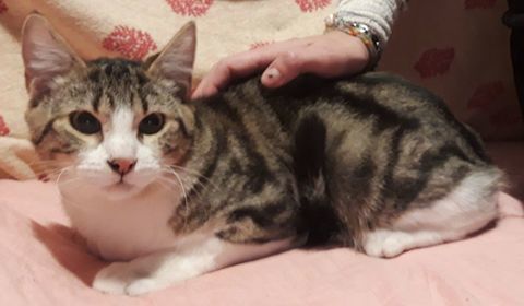 Titan, chaton cherche foyer aimant 200 84190 Vacqueyras