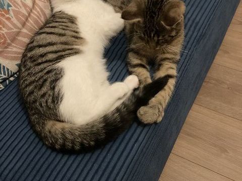 Adoption de 2 chatons m&acirc;les et fr&egrave;res  0 35136 Saint-jacques-de-la-lande