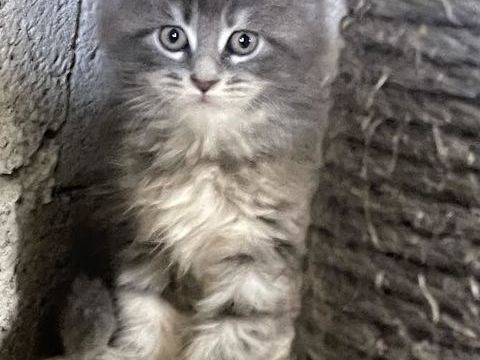 Chaton femelle MAINE COON LOOF 1200 19210 Saint-martin-sepert