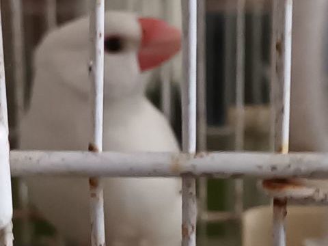 Padda de javas 25 52120 Cour-l'vque