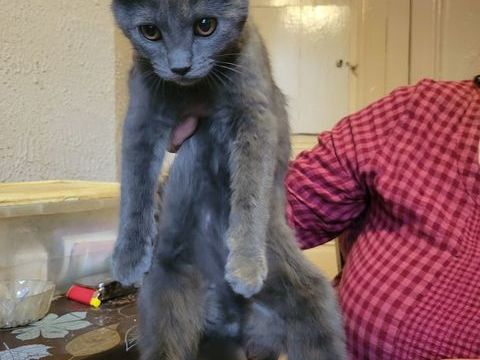 chatons chartreux issus de parents loof cherchent famille 0 42100 Saint-etienne