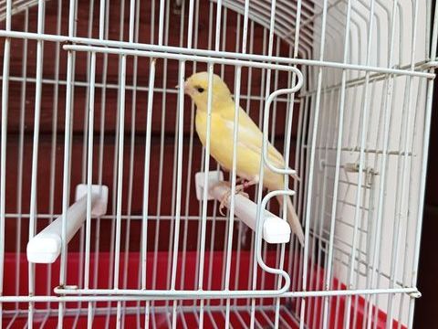 Femelle canaris malinois 30 11100 Narbonne