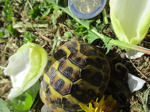b&eacute;b&eacute; tortue terrestre n&eacute; en 2025 40 34740 Vendargues