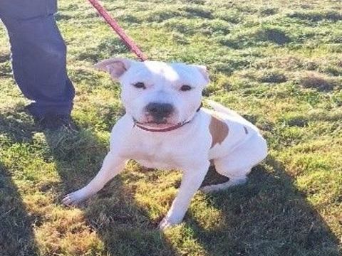 Chien PACO à l adoption 210 34450 Vias