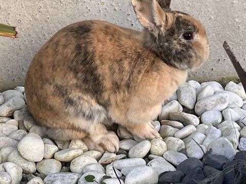 Elle s'appelle Lily, lapine 0 93290 Tremblay-en-france