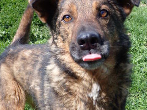 Baps &agrave; l'adoption 300 69001 Lyon