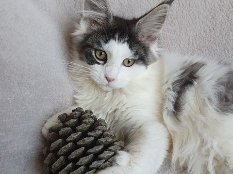 Chatons Maine coon loof  890 07800 La voulte-sur-rh�ne