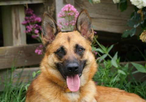 UROS, beau Malinois à adopter via l'association UMA 350 18210 Bessais-le-fromental