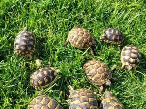 Tortue de terre de juillet 2025 40 84140 Montfavet