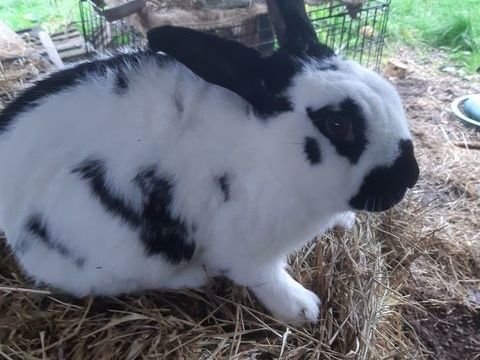 Lapin papillon m&acirc;le 30 29710 Ploz�vet