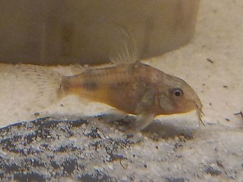 Corydoras paleatus 2 