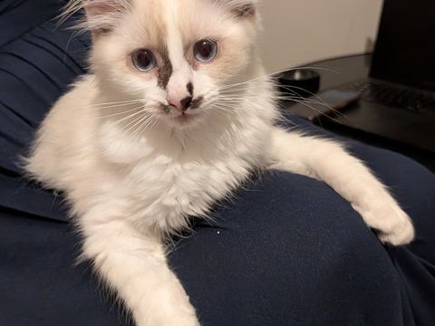 Chaton femelle 3 mois 0 78300 Poissy