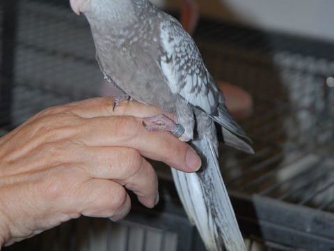 EAM CALOPSITTES FEMELLE ET MALE 100 83170 Brignoles