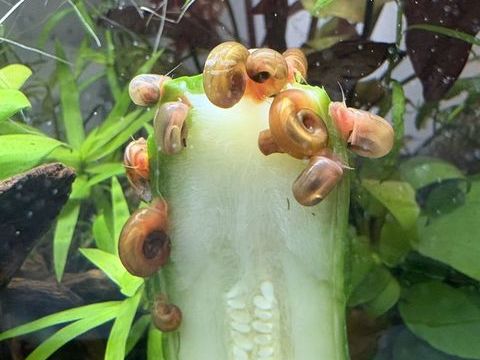 Planorbes escargots eau douce 2 13014 Marseille