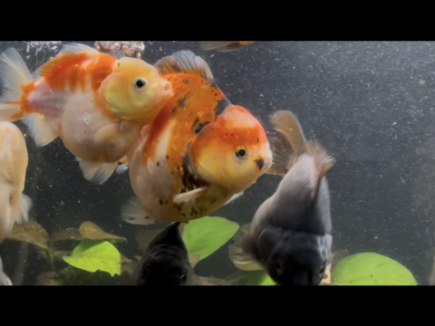 Poisson Oranda, japonais, voile de Chine, t&ecirc;te de lion 45 94440 Villecresnes