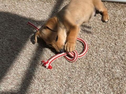 Kiwi &agrave; l'adoption  331 94110 Arcueil