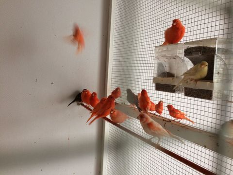 canaris 40 82000 Montauban