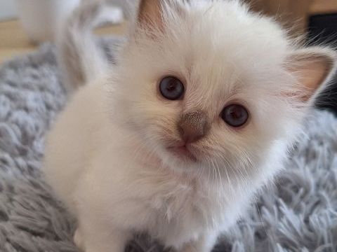 Sacr&eacute;s de birmanie ch&acirc;tons 600 56500 Locmin�