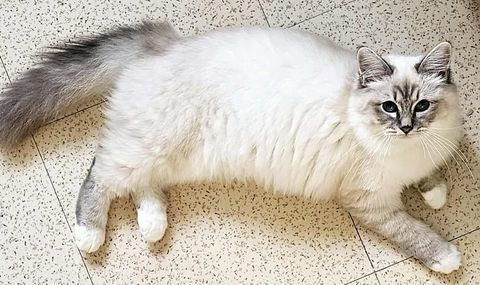 Femelle adulte Sacre de Bimanie LOOF - LIVRAISON 850 22250 rac