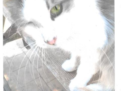 DISPARUE CHATTE LE 05/01/2026 LA BARASSE 13011MaRSEILLE 0 13011 Marseille