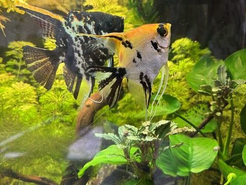 Couple scalaire 30 13940 Moll�g�s