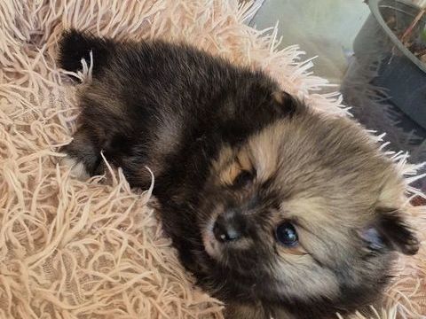 petit pomchi x spitz 790 17400 Saint-denis-du-pin
