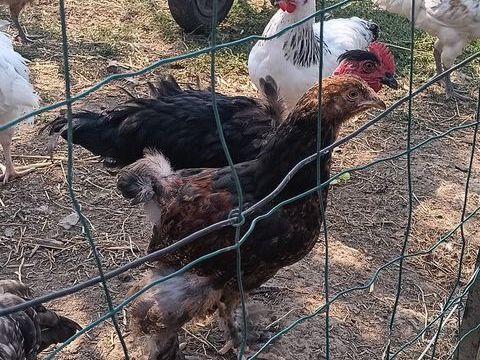Coq brahma 15 61330 Loré