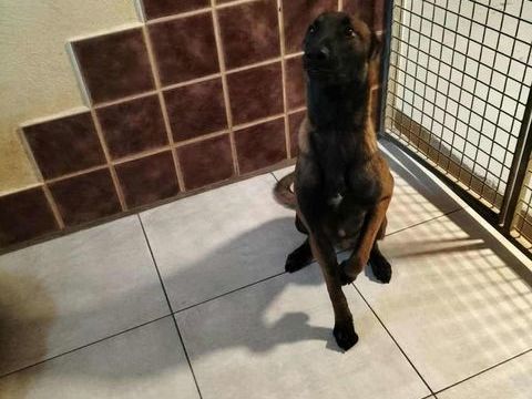 Chien DARKO à l adoption 210 13001 Marseille